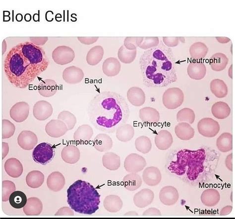 Histological appearance of Blood cells - MEDizzy