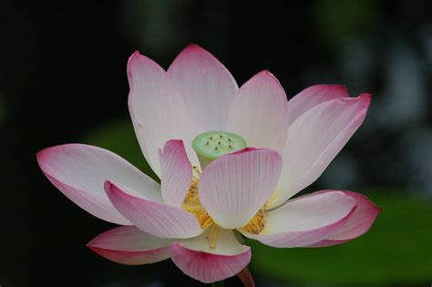 Discover the National Flower of Vietnam: The Lotus - AZ Animals