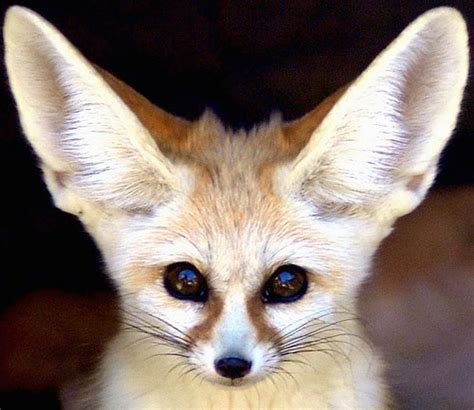 EXOTIC ANIMAL INFORMATION TRAINING AND CARE: FENNEC FOX CARE