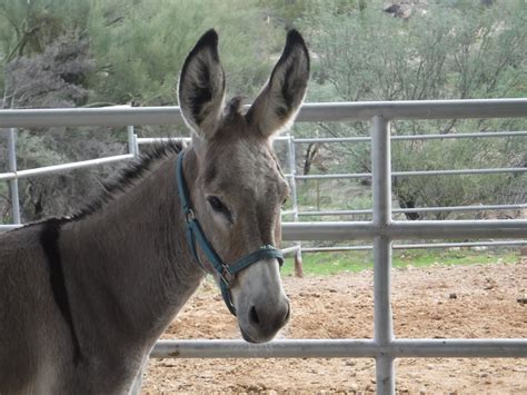 12 Fascinating Things You Never Knew About Donkeys - PetHelpful