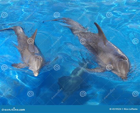 Dolphin tours stock photo. Image of bottle, atlantic, underwater - 4519524