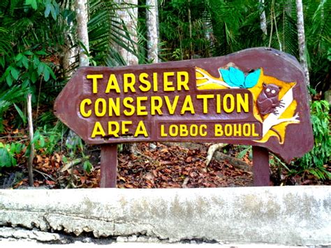 The Tarsier Sanctuary in Bohol - Philippines Plus