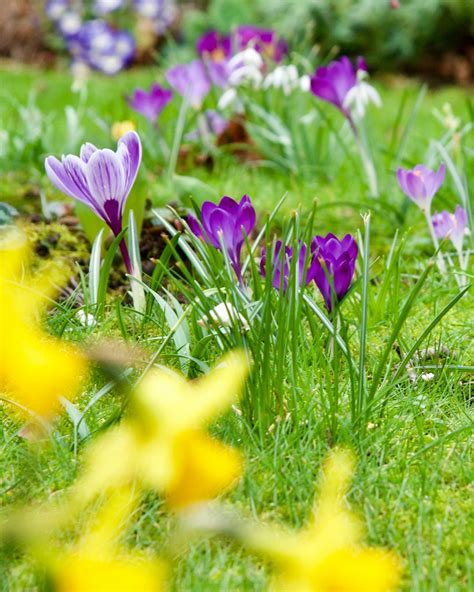 Flowers on Grass Field · Free Stock Photo