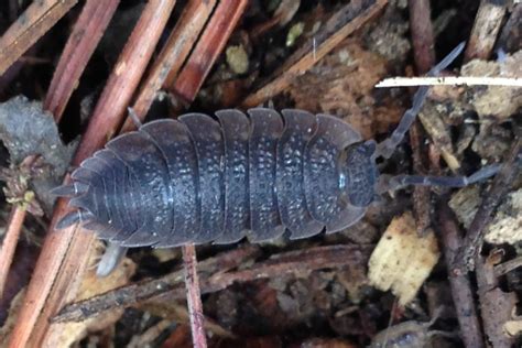 Pill bug and common rough woodlouse – Cesar Australia