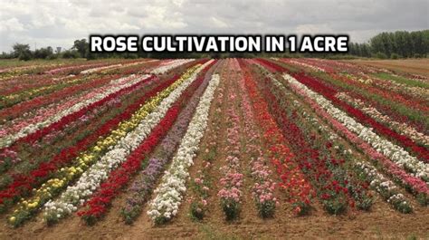 Rose Farming Income, Cost, Profit, Project Report | Agri Farming