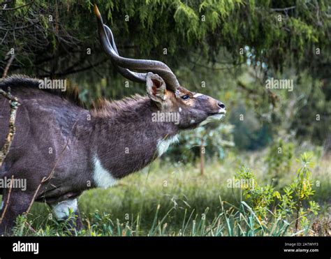 ethiopia bale mountains nationalpark Stock Photo - Alamy