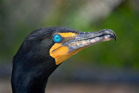 Double-Crested Cormorant | On Explore 06.05.07. An aquatic b… | Flickr