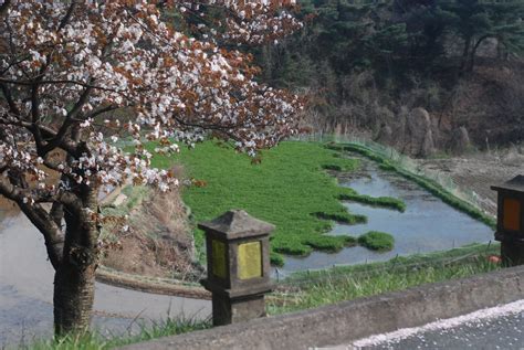 File:Korea-Gyeongju-Cherry blossom tree near Bulguksa-01.jpg - Wikimedia Commons