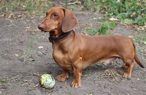 Dachshund Names - 300 Ideas For Naming Your Wiener Dog