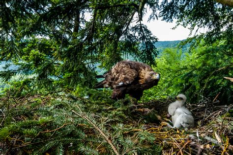 Scotland Conservation Estate Restoring Golden Eagle Populations - Environmental Watch