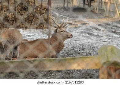 Wild Animals Zoo Enclosure Stock Photo 2167311283 | Shutterstock