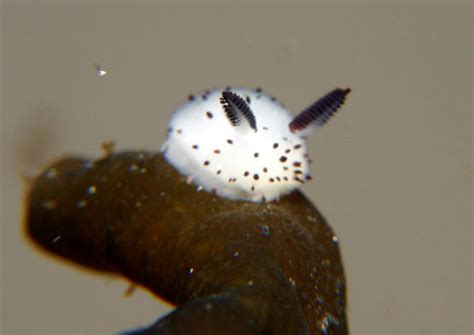 Sea Bunnies: Japan Is Going Crazy About These Furry Sea Slugs