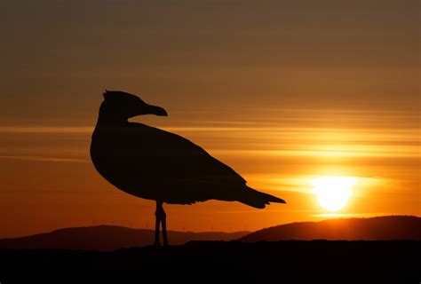 Bird Sunset Landscape Silhouette Free Stock Photo - Public Domain Pictures