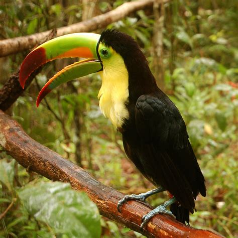 Keel-billed toucan - Wikipedia