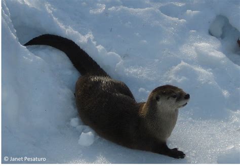 River Otter Tracks and Sign: The Basics