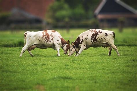 ITAP A picture of two cows fighting - itookapicture | Nguni cows, Cow ...