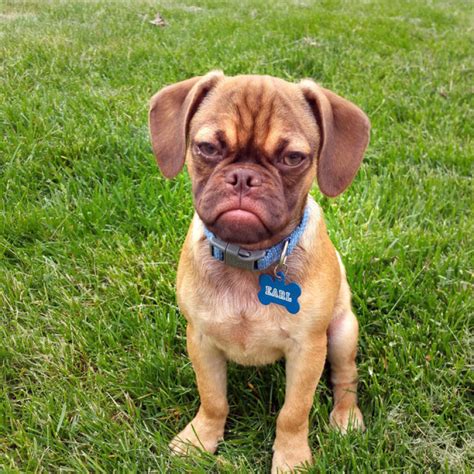 Earl The Grumpy Puppy Is An Angry Puggle With A Heart Of Gold