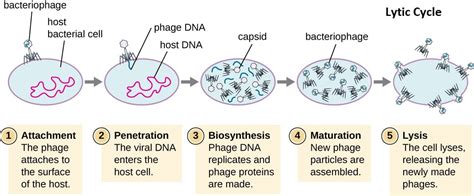 Bacteriophage- Definition, Structure, Life Cycles, Applications, Phage ...