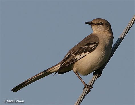 Who Is The Texas State Bird? A Closer Look At The History