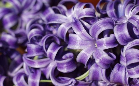 Hyacinth Flower Wallpapers - Wallpaper Cave