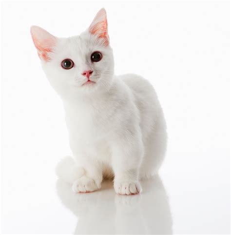 Munchkin Cat Personality: How Do Munchkin Cats Act?