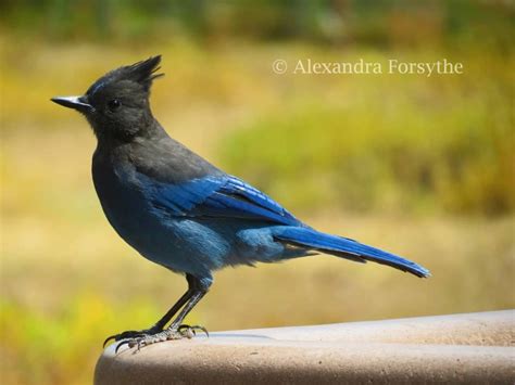 Steller’s Jay – Indiana Audubon