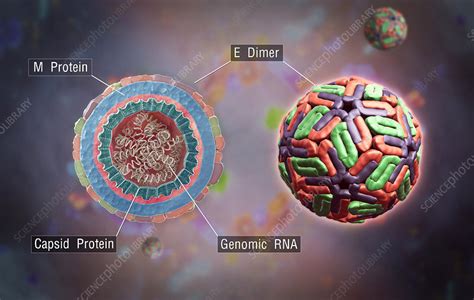 Dengue Virus in 3D Showing Structure - Stock Image - C043/2914 ...