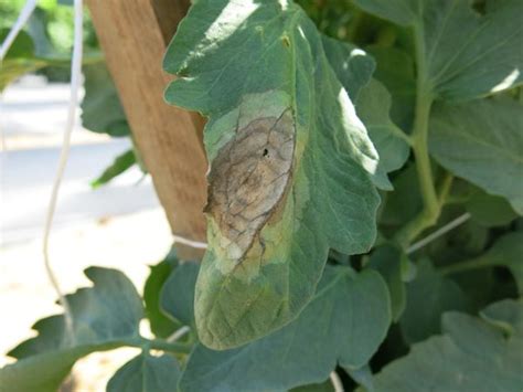 Tomato Late Blight | NC State Extension Publications