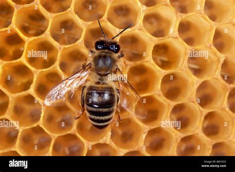 Honey bee at honeycomb, Close-up Stock Photo - Alamy