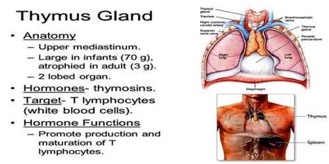 Thymus Gland - Assignment Point