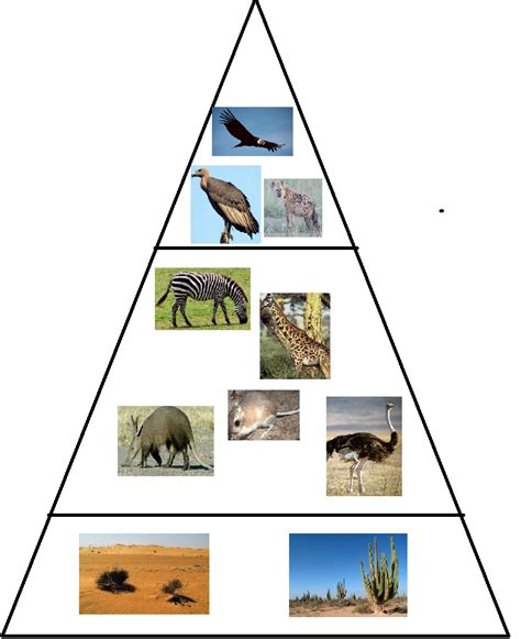 Trophic Level Diagram - Desert Biome