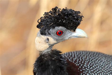 Crested Guineafowl