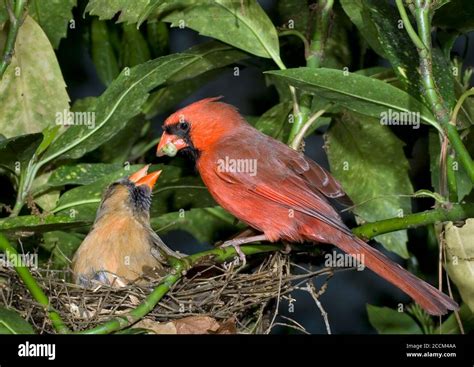 Cardinal nest hi-res stock photography and images - Alamy