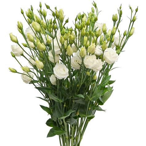 Lisianthus White – Stems Weddings