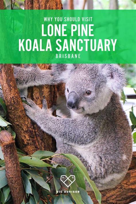 Visiting Brisbane? Make sure you don't miss the Lone Pine Koala Sanctuary! | Lone pine koala ...