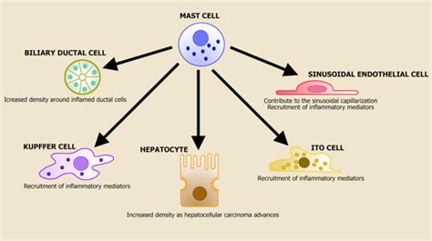 Mast cells and the liver cell interactions. The parenchyma of the liver ...