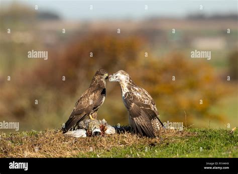 British buzzards hi-res stock photography and images - Alamy