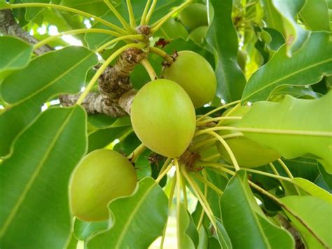 Sox-Agro: Group Calls FG To Boost Shea Tree Plantations