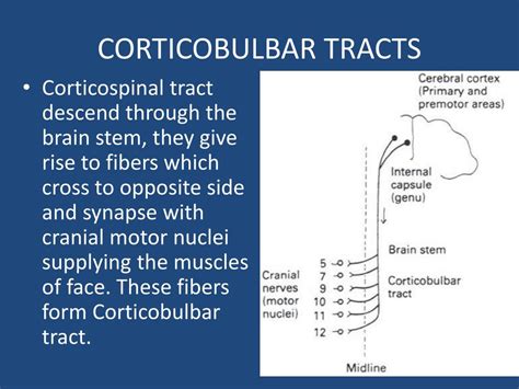 PPT - CORTICAL MOTOR AREAS & DESCENDING MOTOR TRACTS (PYRAMIDAL & EXTRA ...