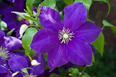 Clematis 'Jackmanii' (Late Large-Flowered Clematis) | Clematis jackmanii, Clematis flower ...