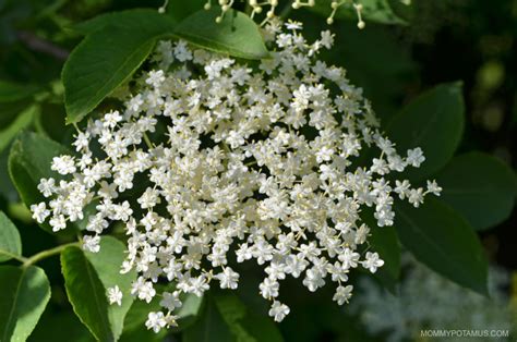 6 Benefits of Elderflower + Recipes