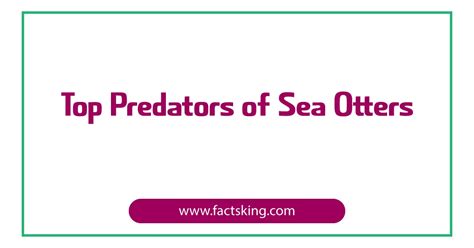 8 Top Predators of Sea Otters that Eat Sea Otter - FactsKing.com