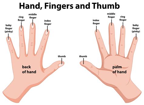 Diagram showing human hands 444634 Vector Art at Vecteezy