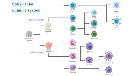 Session 1: Introduction: Which Cells Are the Players? • iBiology