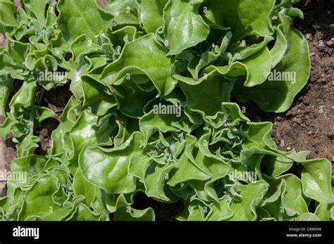 Common Ice Plant (Mesembryanthemum crystallinum). The leaves are edible ...