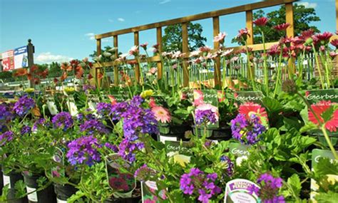 50% Off Garden Products - Carpenders Park Garden Centre | Groupon