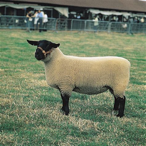 Suffolk | British, White-Faced, Wool | Britannica