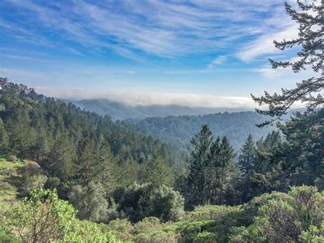 The Muir Woods National Monument – Magical Moments in a Sea of Trees ...