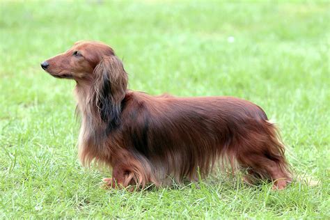 Typical Dachshund Long haired Standard Red in the garden Photograph by Radomir Rezny - Pixels