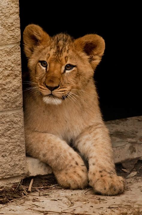 It's a big world out there | Lion Cubs at the Columbus Zoo | Flickr